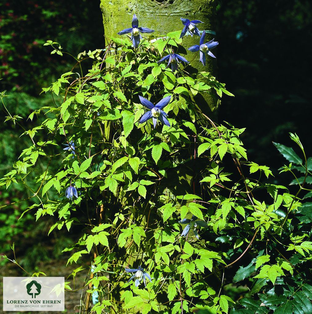 Clematis macropetala