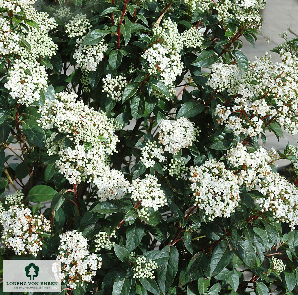 Viburnum tinus