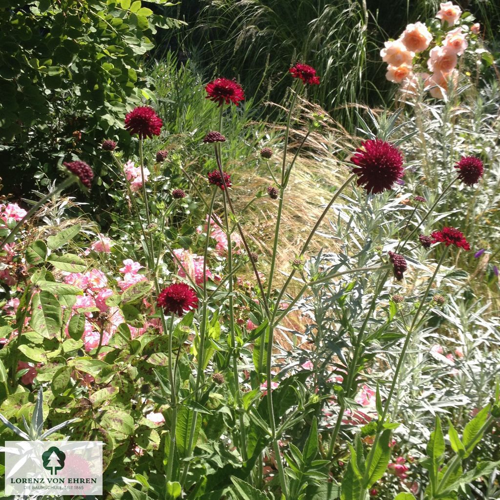 Knautia macedonica