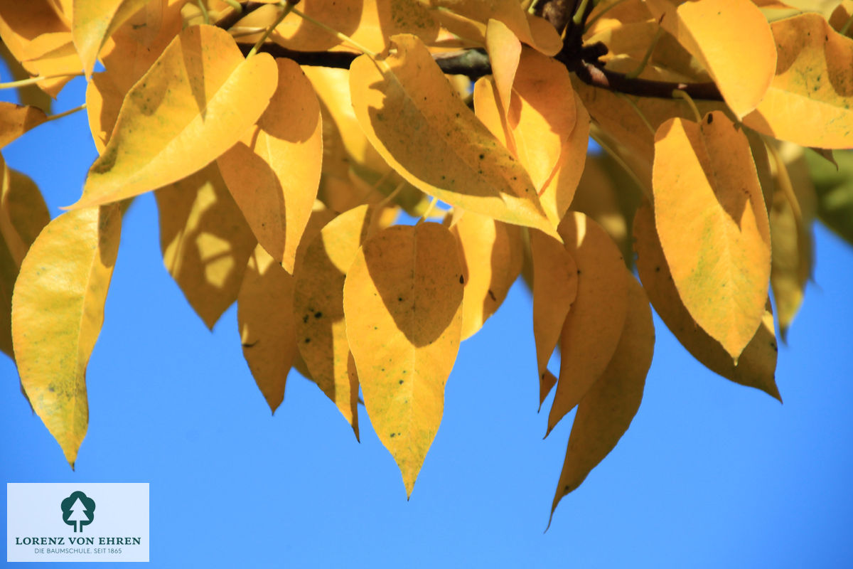 Pyrus communis 'Gute Graue'