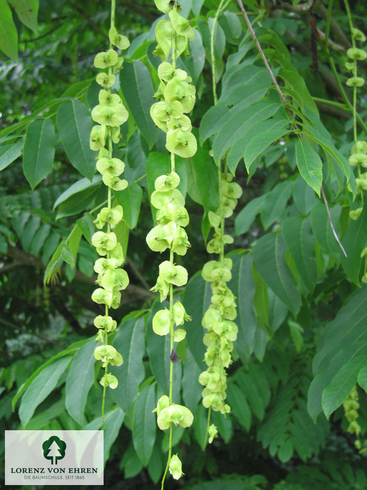 Pterocarya fraxinifolia