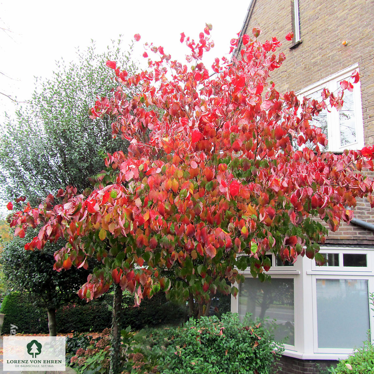 Cornus florida