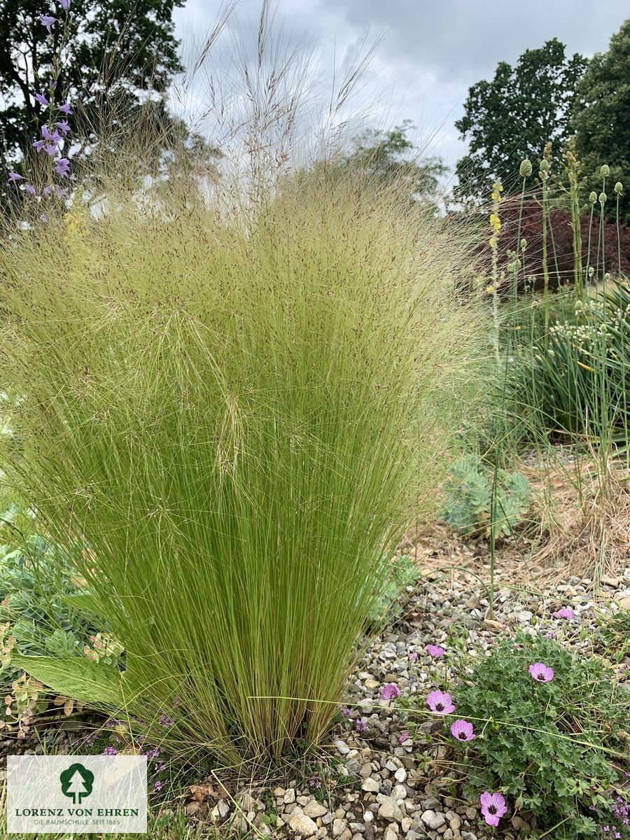 Stipa tenuissima
