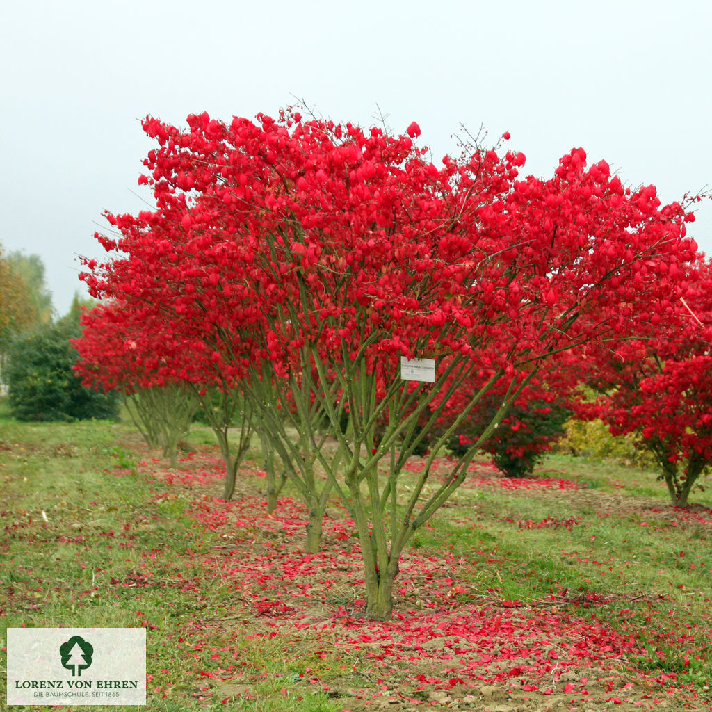 Euonymus alatus 'Compactus'