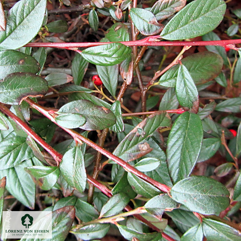 Cotoneaster dammeri 'Jürgl'