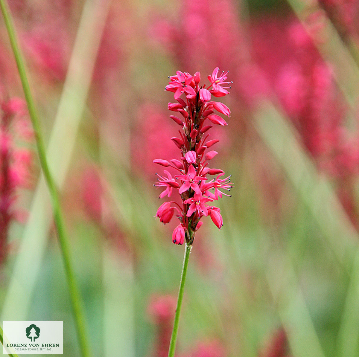 Polygonum amplexicaulis 'Speciosum'