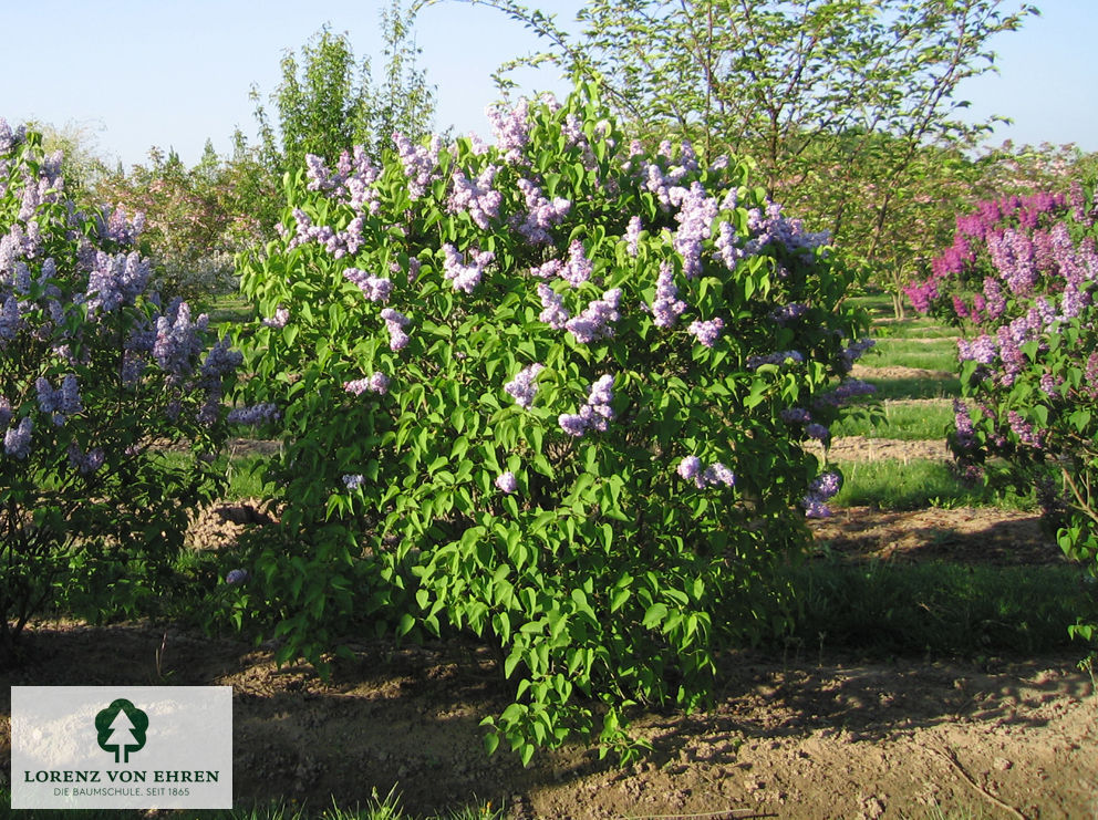 Syringa vulgaris