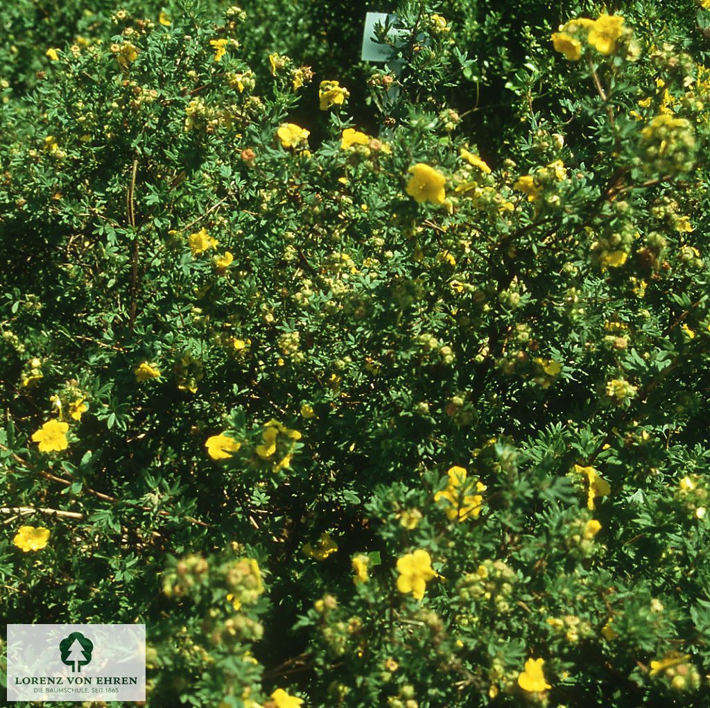 Potentilla fruticosa 'Goldteppich'