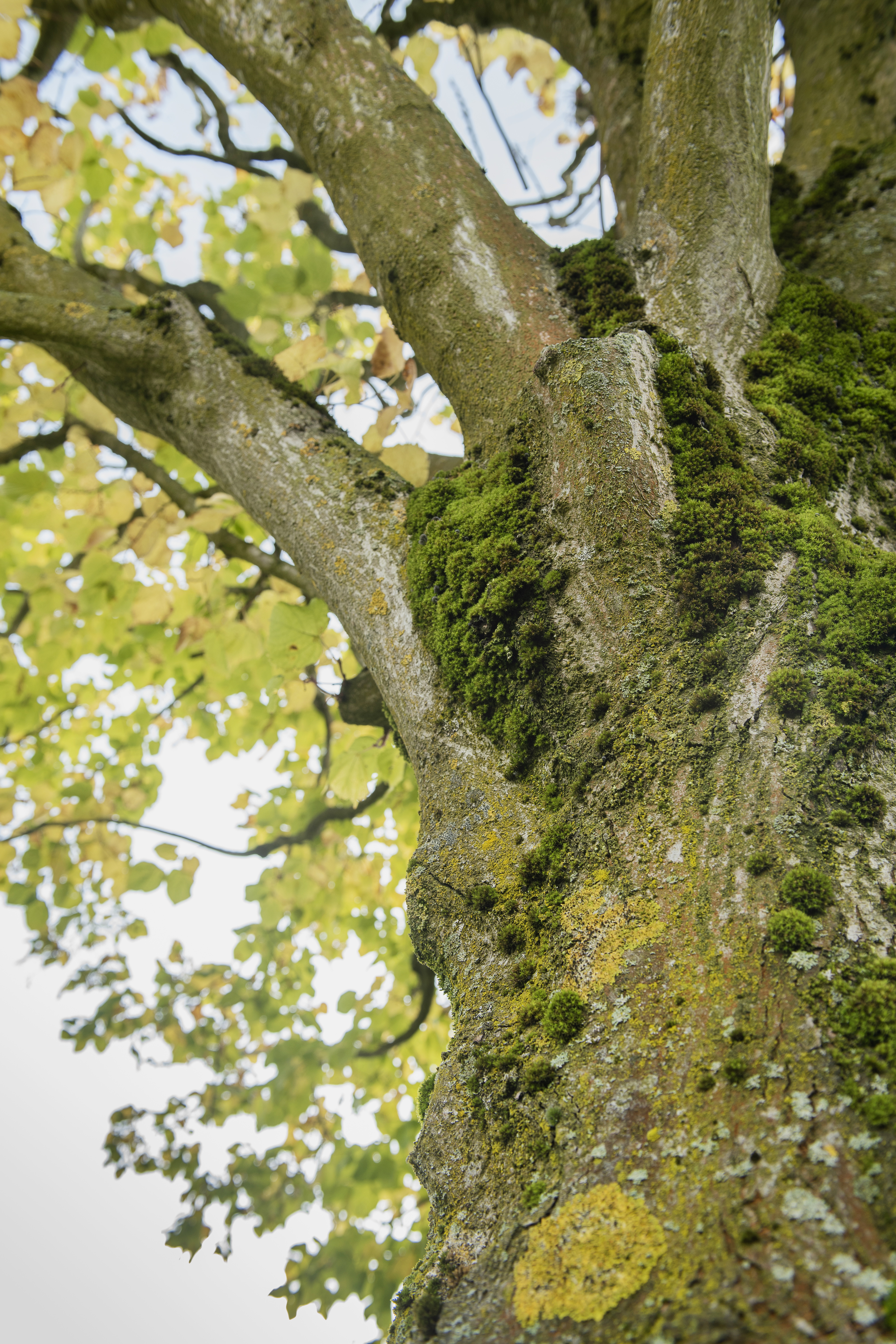 Tilia platyphyllos Unikat