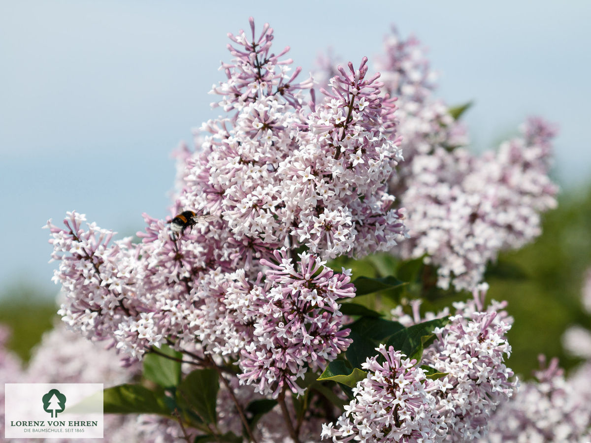 Syringa patula 'Miss Kim'