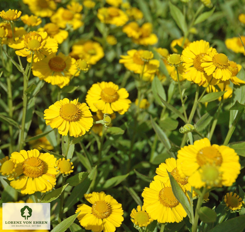 Helenium cultorum 'Kugelsonne'