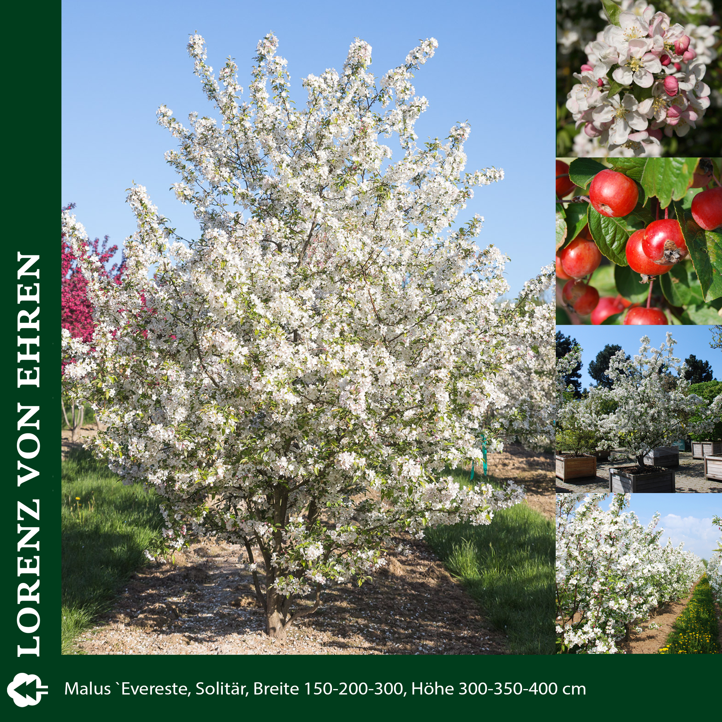 Baum mit weißer Blüte
