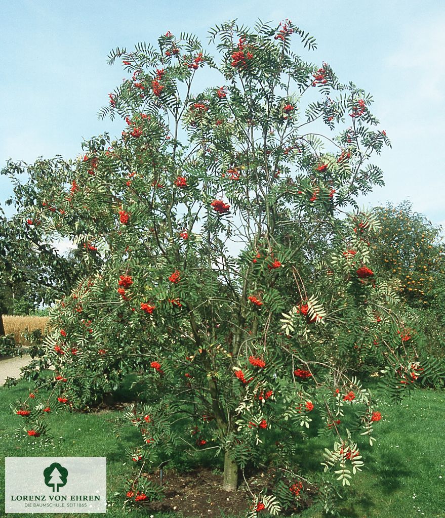 Sorbus decora