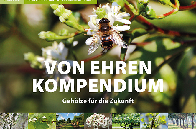 LvE Kompendium – Umfangreiches Pflanzenlexikon mit detaillierten Beschreibungen, Bildern und Fachwissen zur Pflanzenauswahl und -verwendung.