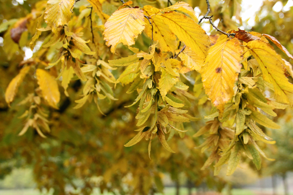 Das Carpinus betulus Hainbuchen - Laub im Herbst mit gelber Herbstfärbung und gelben Früchten.