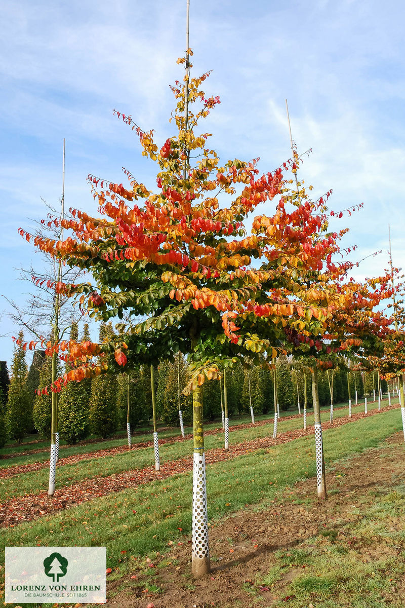 Ein Eisenholzbaum im Herbst mit goldenen Blättern und strahlendem Himmel.