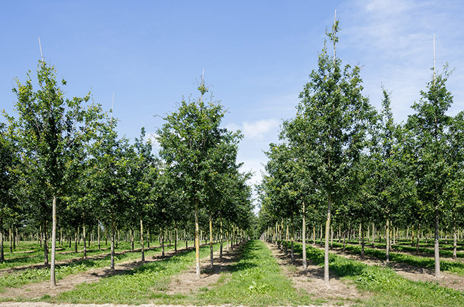 Quercus robur