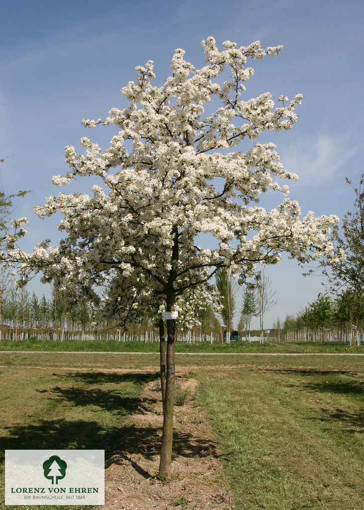 Malus 'Striped Beauty'