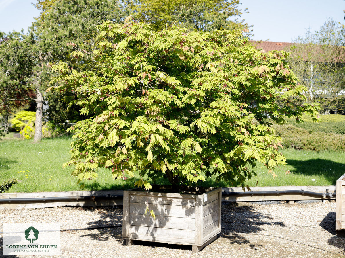 Acer japonicum 'Aconitifolium'