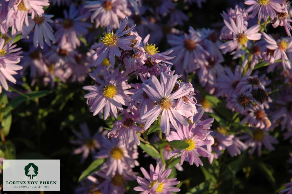Aster novi-belgii 'Blaue Nachhut'