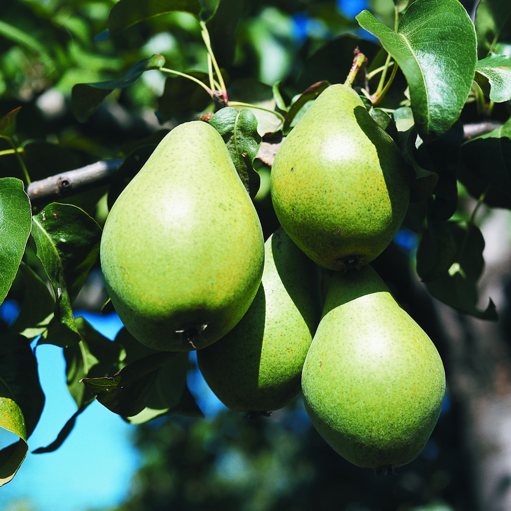 Pyrus communis