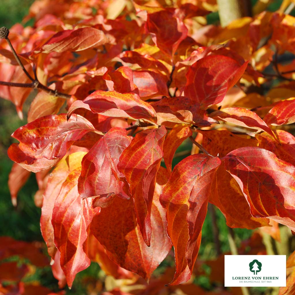 Cornus kousa 'Venus'
