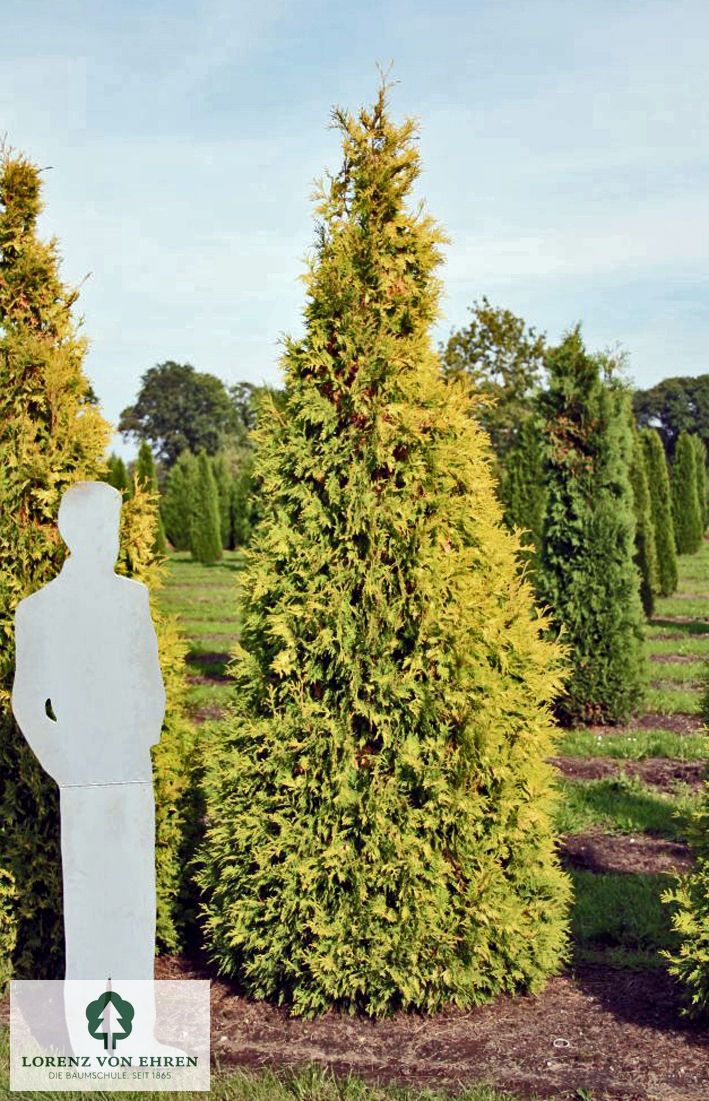 Thuja occidentalis 'Sunkist'