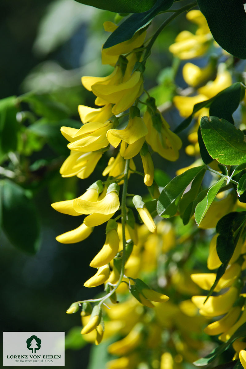 Laburnum watereri 'Vossii'