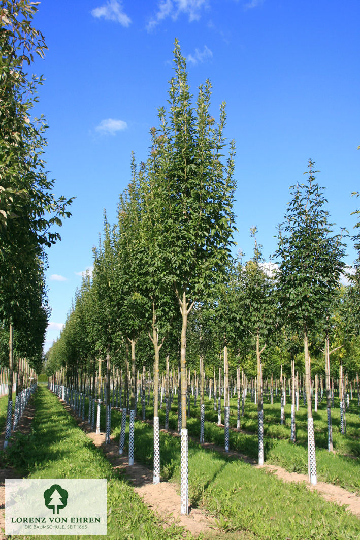 Fraxinus ornus 'Paus Johannes-Paulus II'