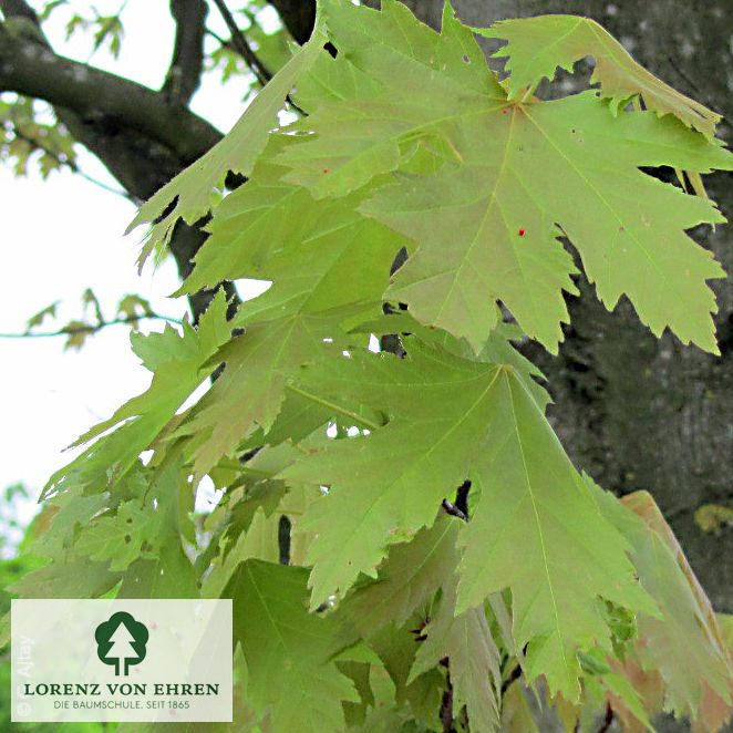 Acer saccharinum 'Pyramidale'