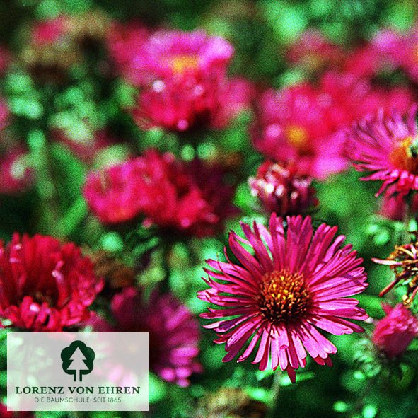 Aster novae-angliae 'Septemberrubin'