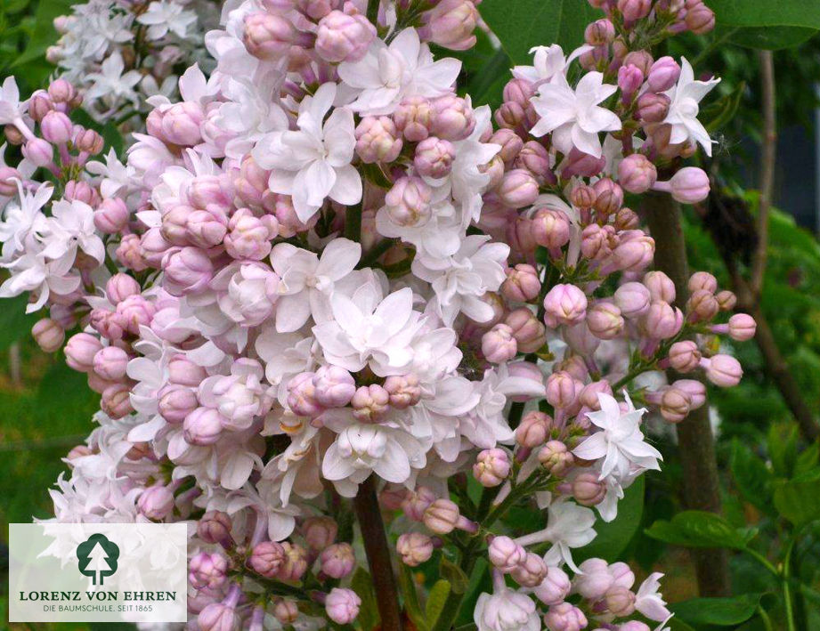 Syringa vulgaris 'Schöne von Moskau'