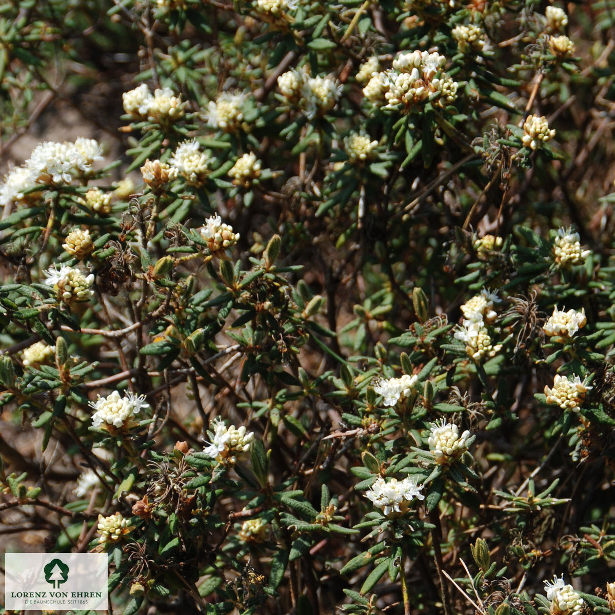 Ledum palustre