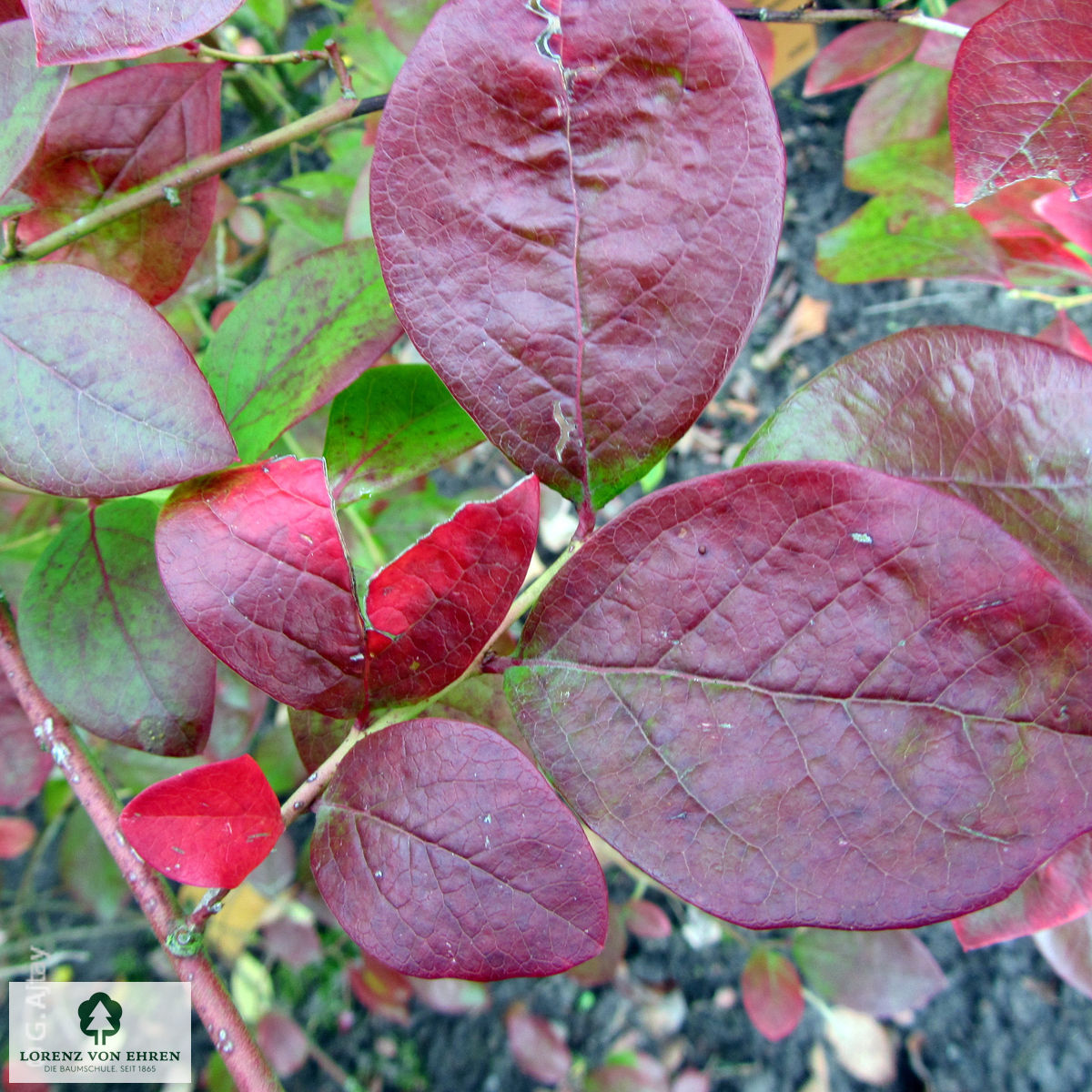 Vaccinium corymbosum 'Berkeley'