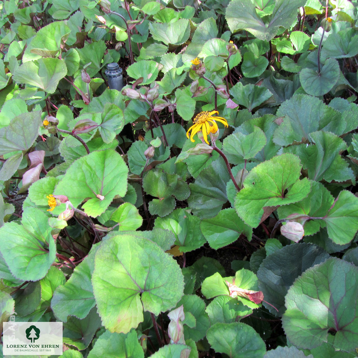 Ligularia dentata