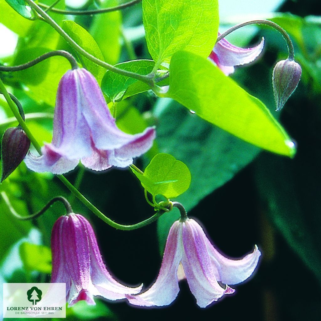 Clematis texensis 'Etoile Rose'