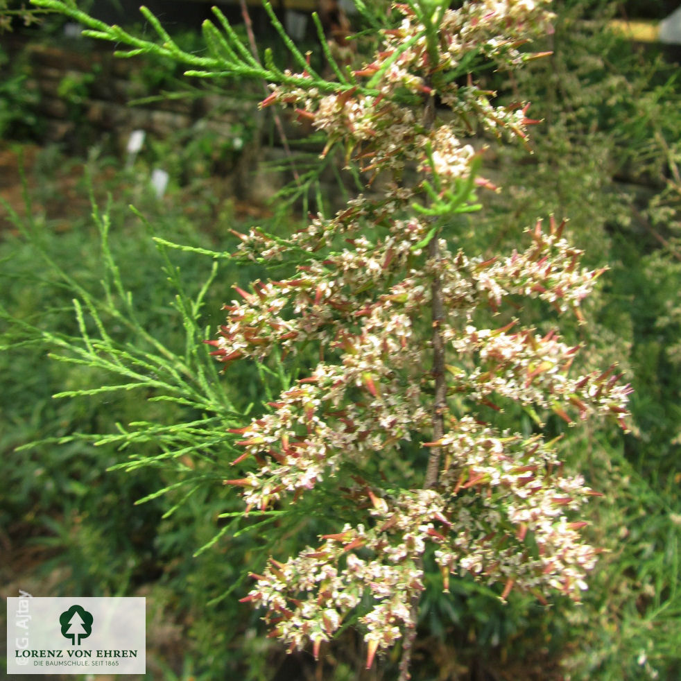 Tamarix parviflora