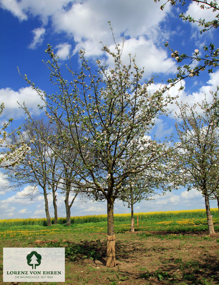 Malus domestica 'Landsberger Renette'