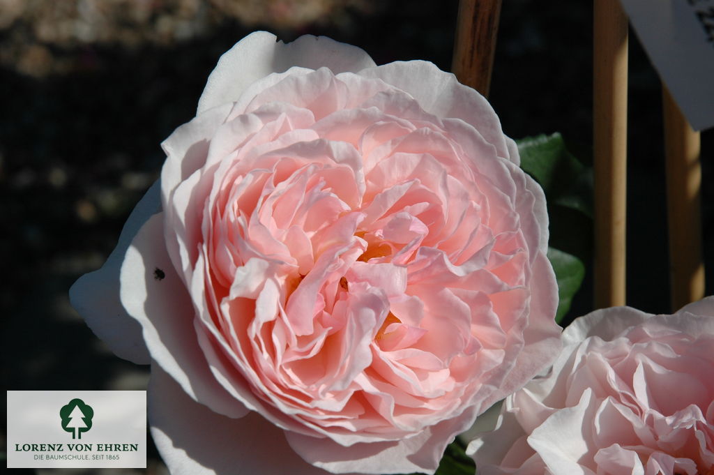 Rosa 'Heritage'