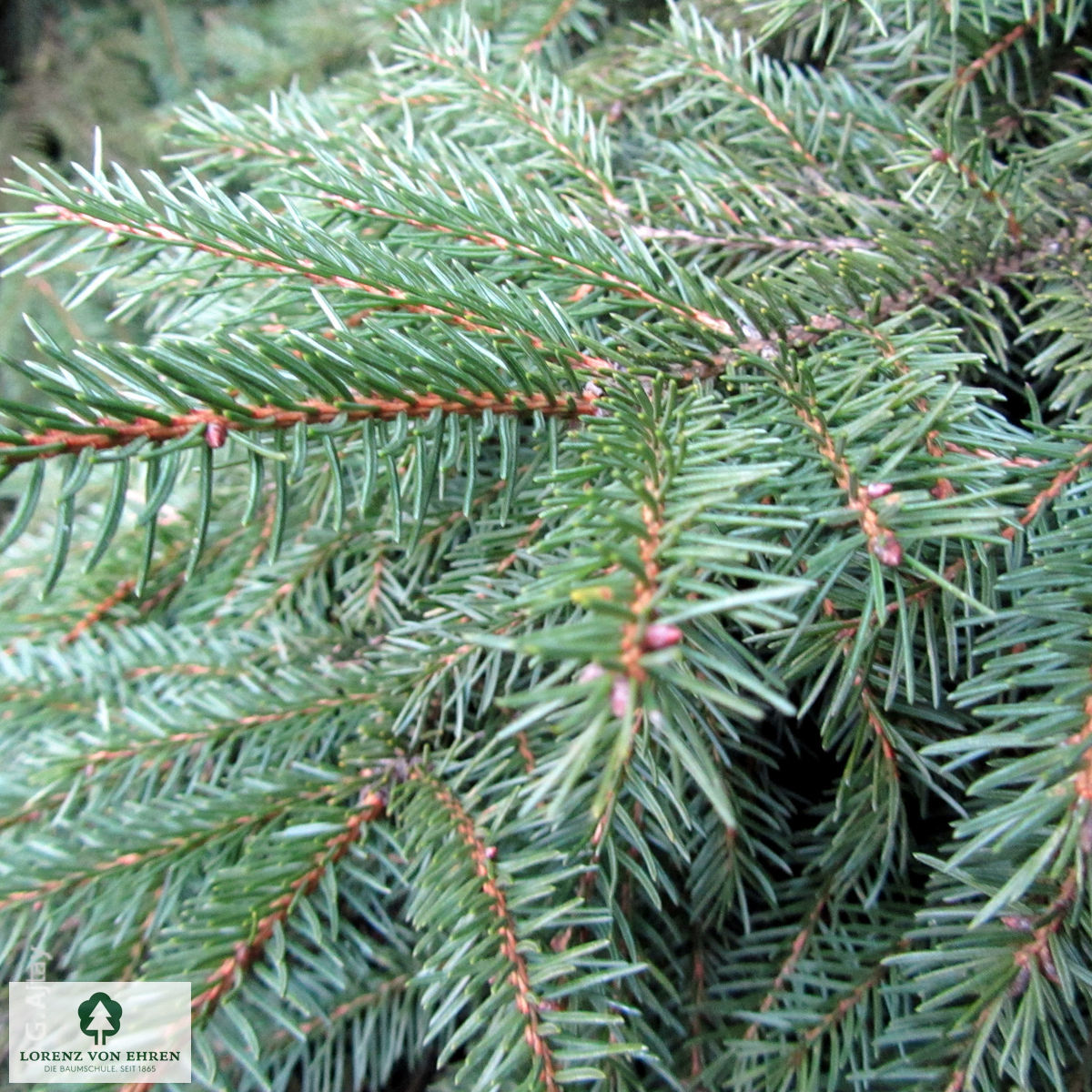 Picea abies 'Nidiformis'