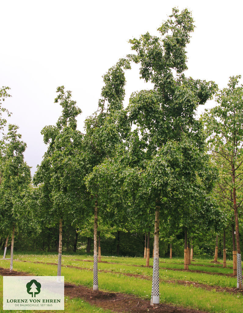 Betula ermanii