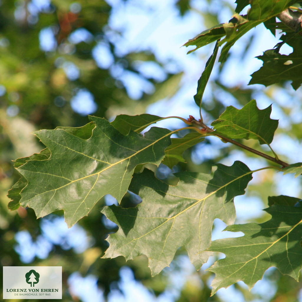 Quercus rubra