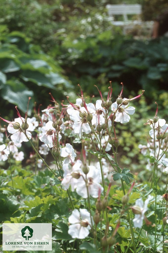 Geranium cantabrigiense 'Biokovo'