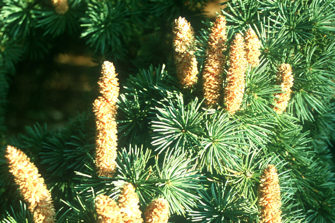 Cedrus atlantica Zapfen Die Früchte der Atlantischen Zeder