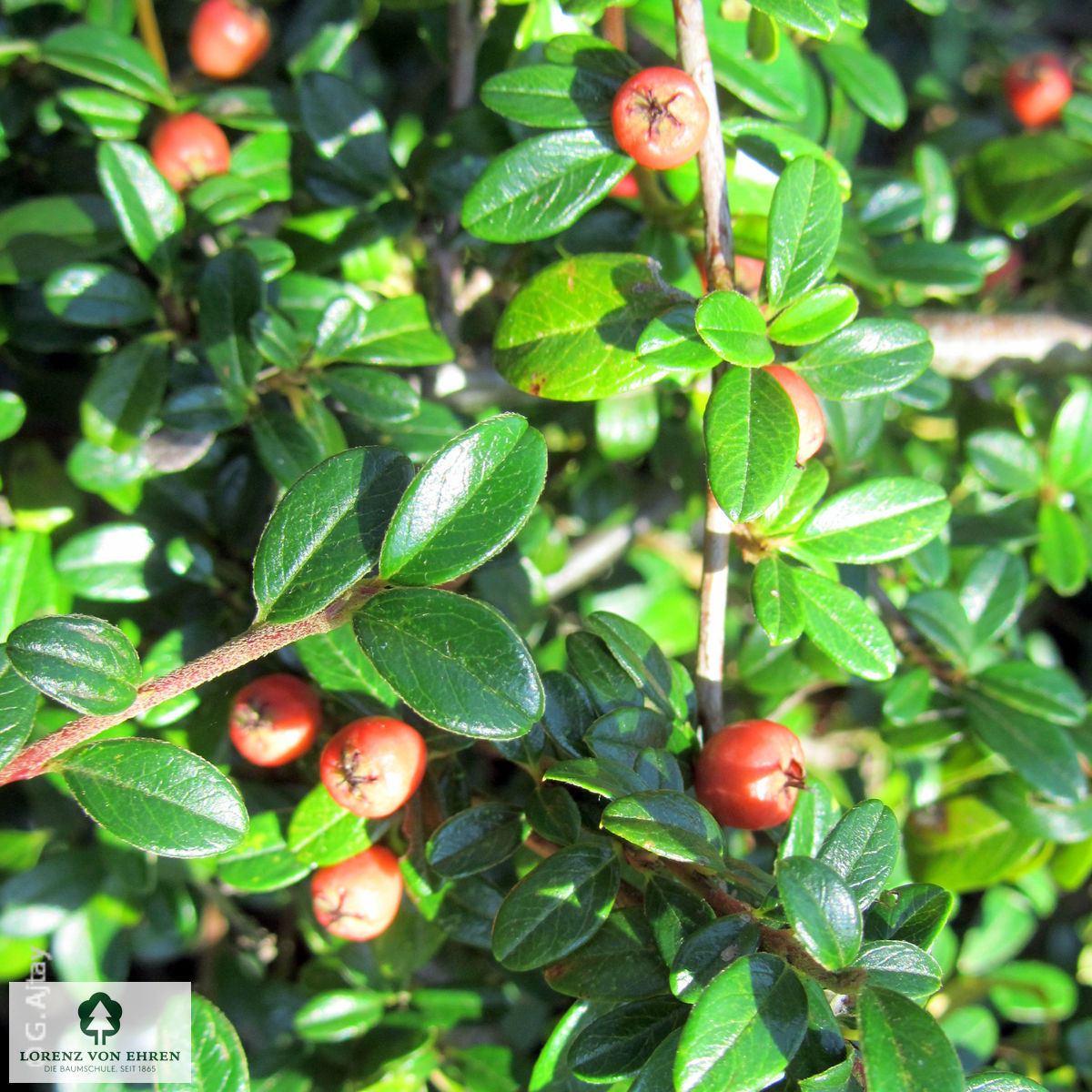 Cotoneaster dammeri 'Coral Beauty'