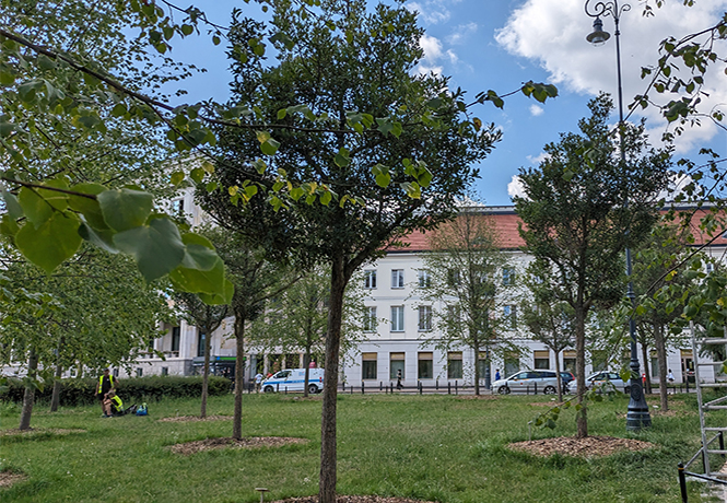Weißdornbäume in der Stadt