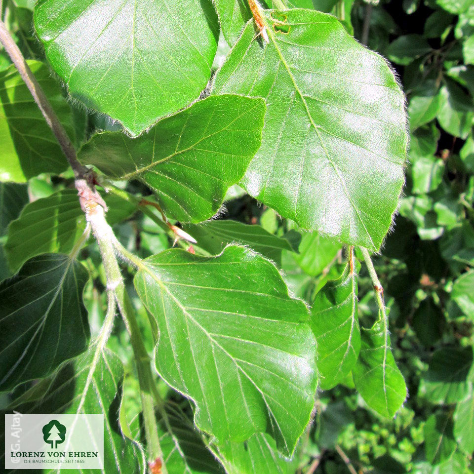 Fagus sylvatica 'Pendula'