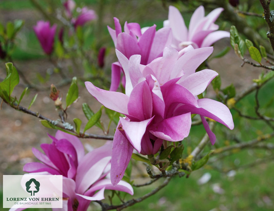 Magnolia liliiflora 'Susan'