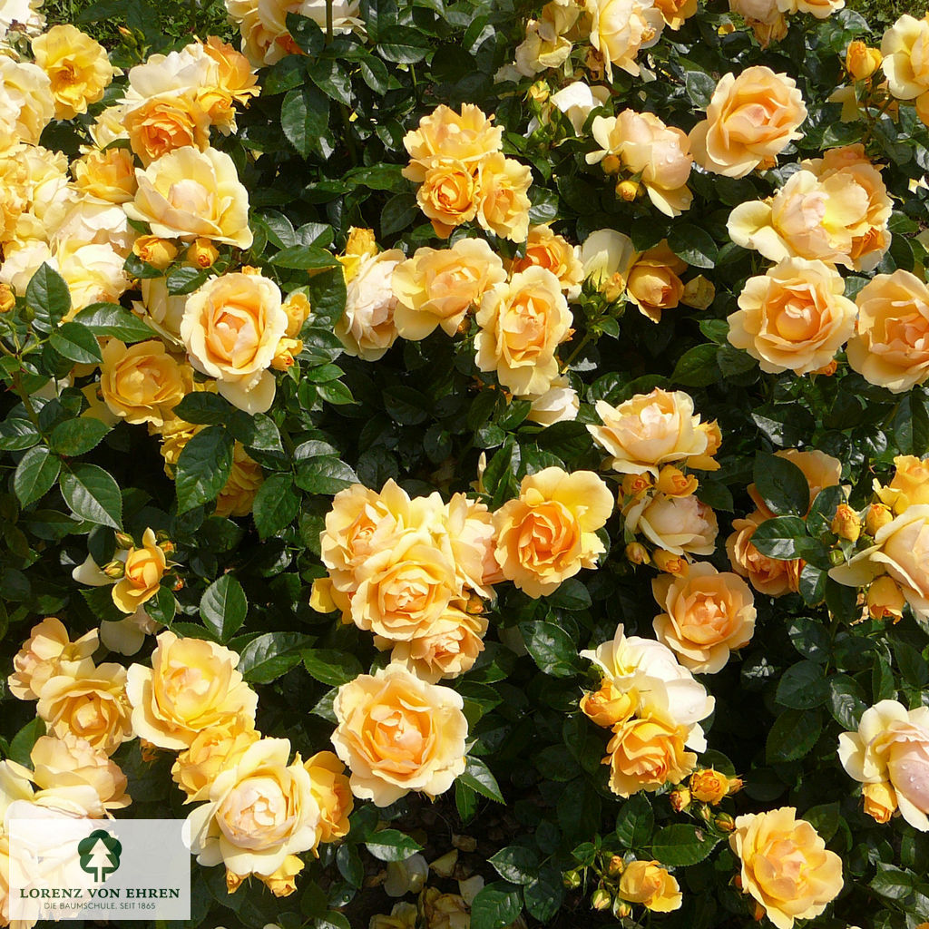 Rosa 'Hansestadt Rostock'