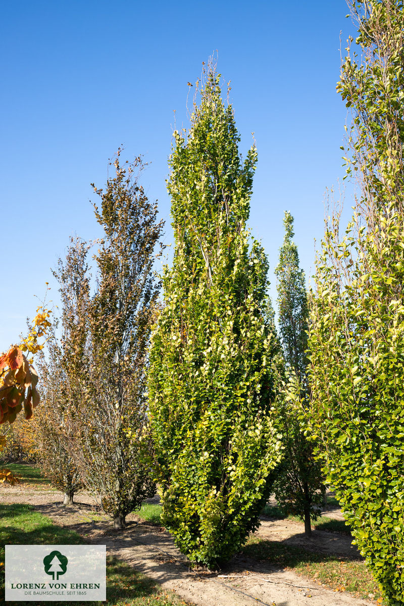 Fagus sylvatica 'Dawyck'